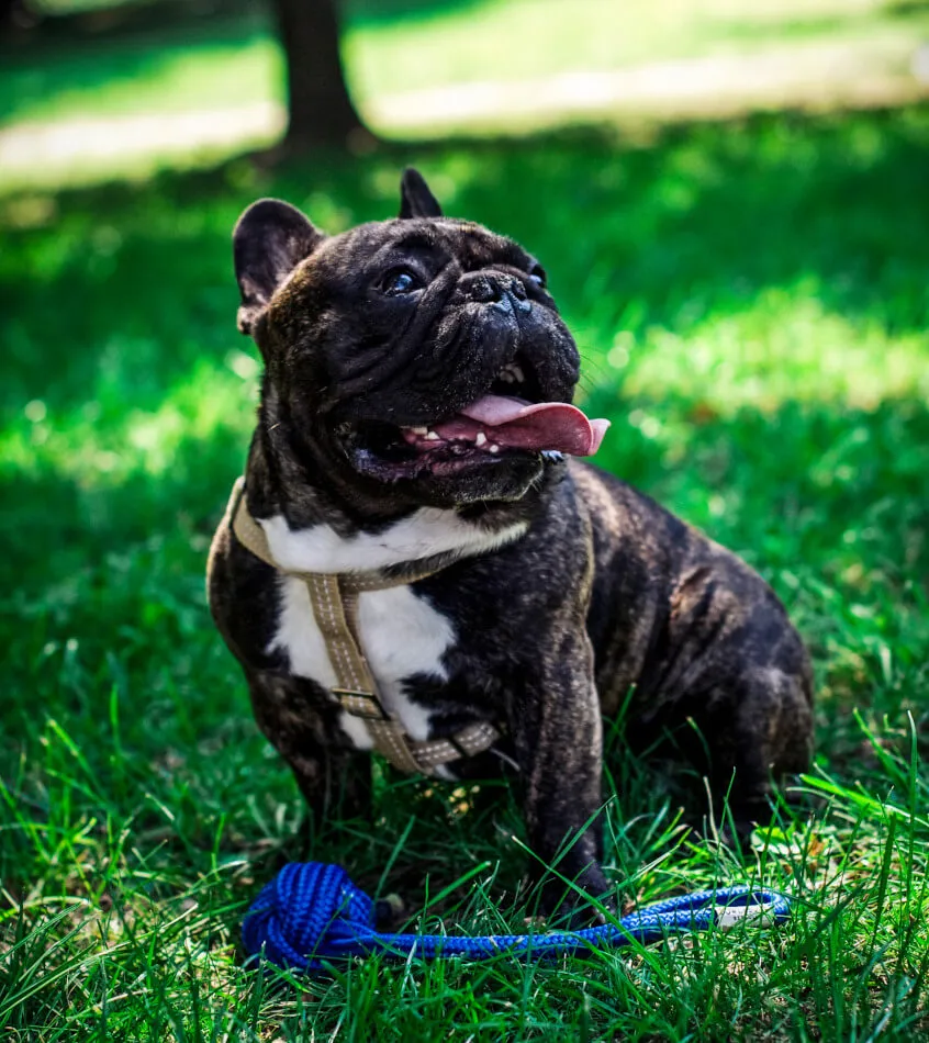 Bowl and Bone Active Pink Dog Harness