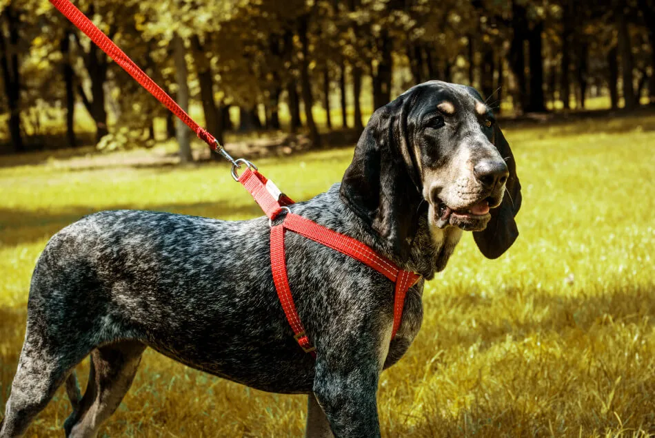Bowl and Bone Active Pink Dog Harness