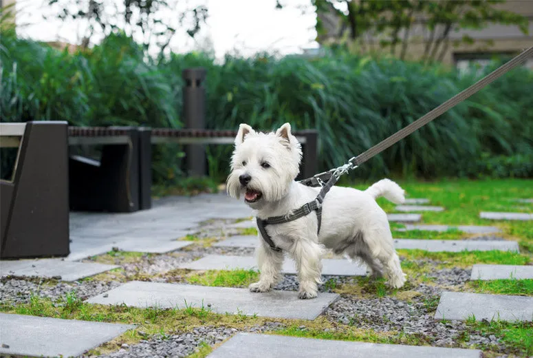 Bowl and Bone Active Pink Dog Harness