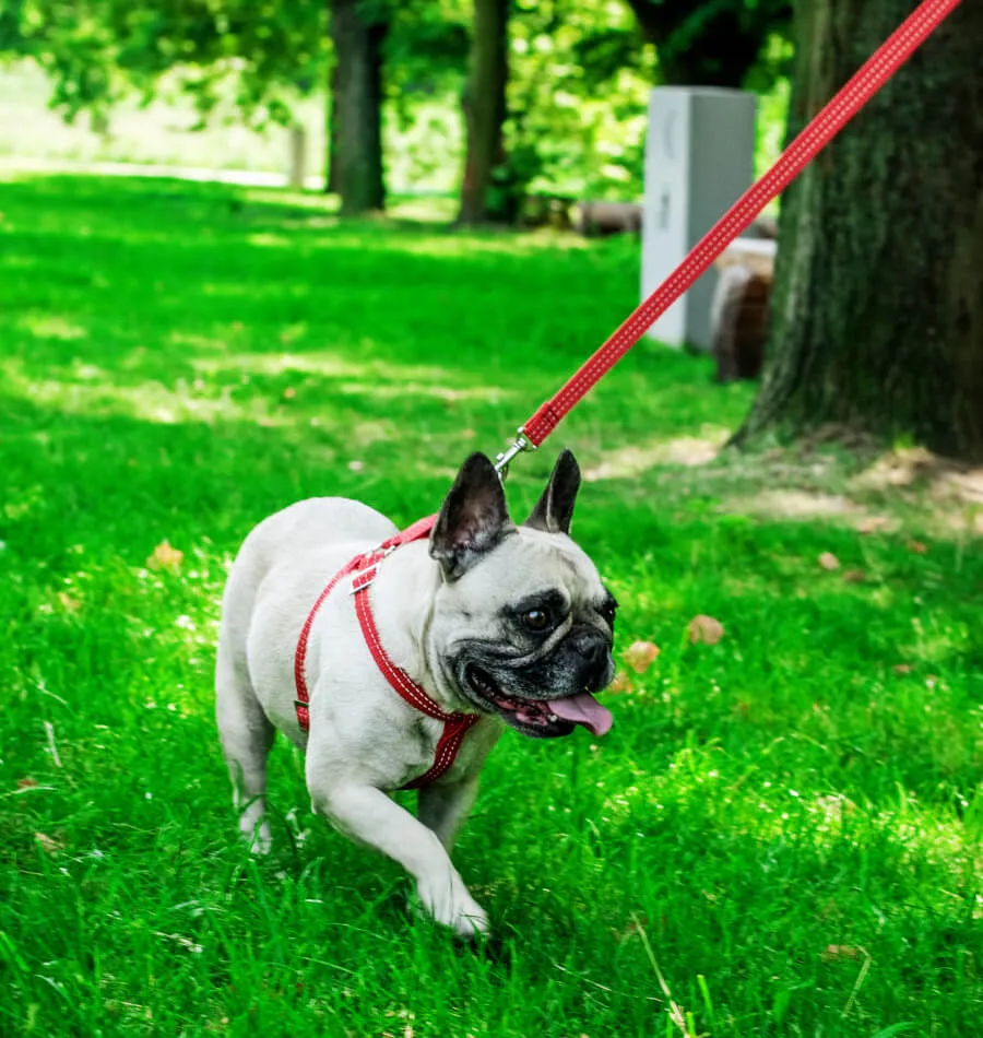 Bowl and Bone Active Pink Dog Harness