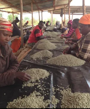 Burundi Ngogomo      Filter